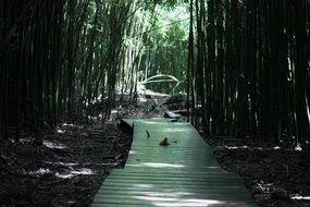 boardwalk in green bamboo forest, usa, hawaii