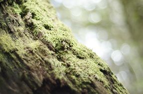 tree green moss nature forest