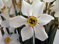 flower white lent lilly nature