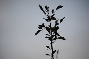 tree branch nature season green