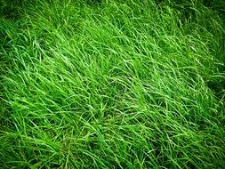 grass meadow nature green field