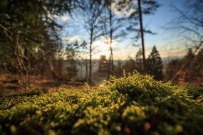 plant green moss background forest