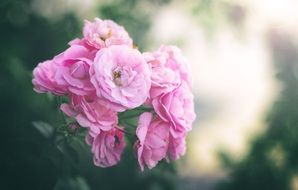 roses flowers nature pink garden