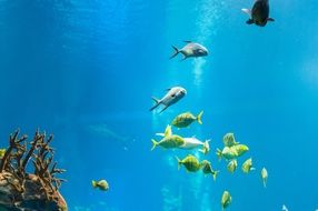 fish in the zoo aquarium