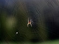 spider web arachnid insect horror