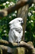 cockatoo bird animal world birds