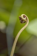 plant macro strange exotic