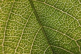 leaf macro micro green nature