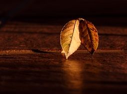 leaf autumn dawn golden hour