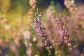 the background autumn heather