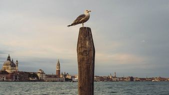 animal bird seagull post venice