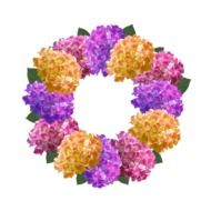 crown hydrangea hydranger
