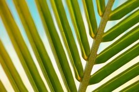 plant leaf macro palm summer