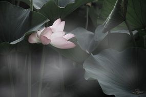 lotus beautiful splash summer