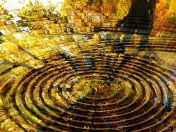 collage rings tree mirroring water