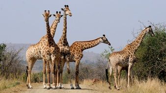 giraffes in national park