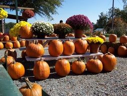 fall pumpkins autumn halloween