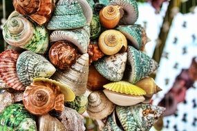 mussels background colorful sea
