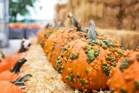 pumpkins autumn fall orange