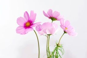cosmea flower blossom bloom plant