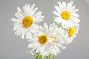 three chamomile flowers bloom
