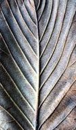 leaf lines natural pattern texture