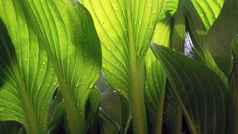 leaves wet rain drops plant green