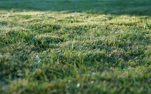 grass rush green garden texture
