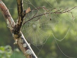 spider web tree branches pattern