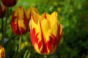 blossom bloom tulip red yellow