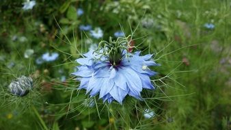 damascus nigella flower garden