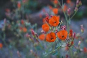 floral blooms blossom flowers