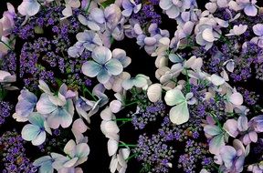 hydrangea flowers flower garden