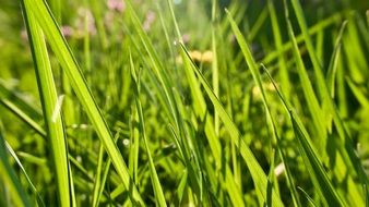 texture grass light green field