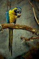 parrot bird colorful animal nature