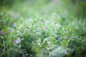 small purple flowers