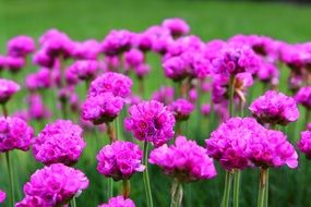 flowers pink purple violet green