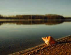 snail shell lakeside water beach