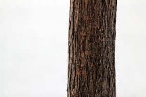 tree texture pattern nature wood