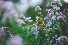 butterfly on a purple little flower