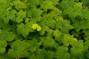 leaves green leaf nature plant