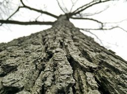 plant tree bark natural material
