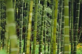 plant grass bamboo forest