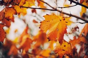 yellow gold leaves in autumn