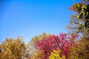 leaves sky flowers branches nature