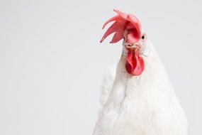 white cock on a white background