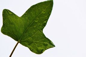 leaf ivy plant nature green