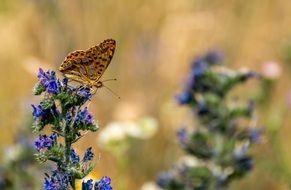 macro picture of butterfly on the meadow flower