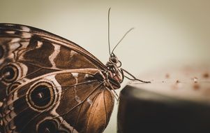 macro picture of butterfly wings