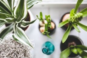 houseplants plants flowers bottle